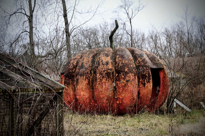 Deer Forest - January 2024 Photo From Dan Keeley (newer photo)